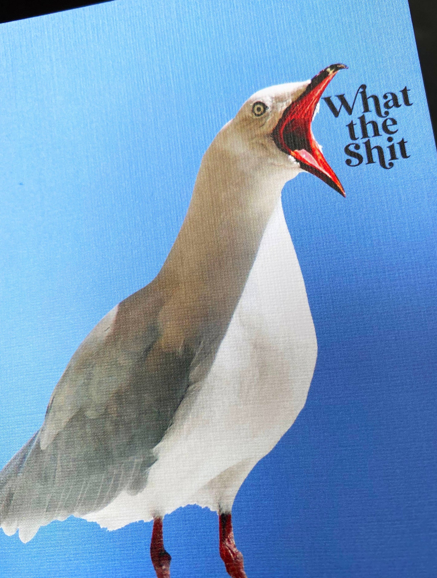What the Shit Funny Seagull Greeting Card