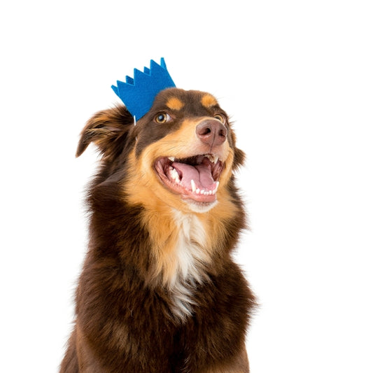 PARTY BEAST CROWN - Pet Birthday Crown
