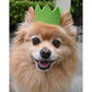 PARTY BEAST CROWN - Pet Birthday Crown