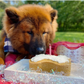 Dog Birthday Cake Kit- Peanut Butter Flavor