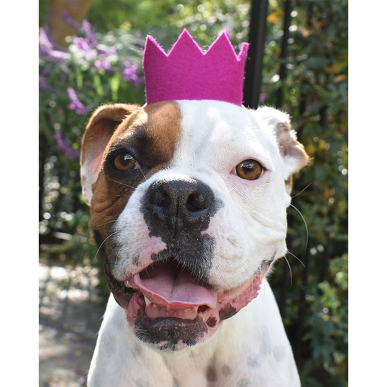PARTY BEAST CROWN - Pet Birthday Crown